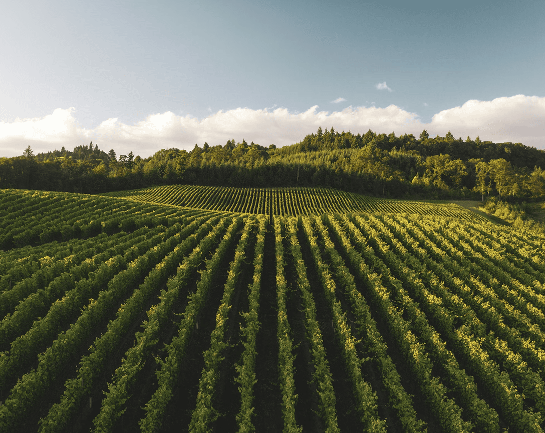 Business model innovation session during a Moselle wine tasting